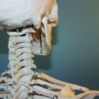 Gesundheitsforum - Osteoporose, oder warum Knochen keine Eiffeltürme sind
