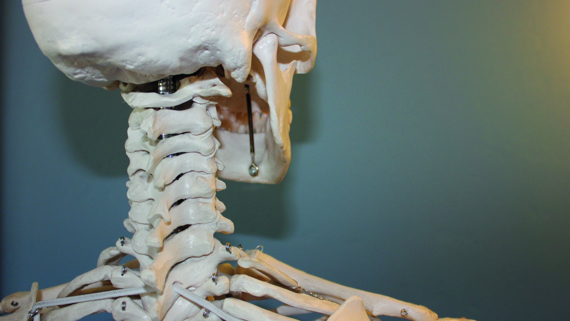 Gesundheitsforum - Osteoporose, oder warum Knochen keine Eiffeltürme sind
