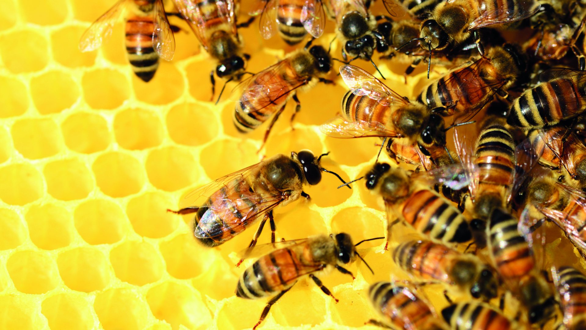 Strokovni dan za čebelarstvo