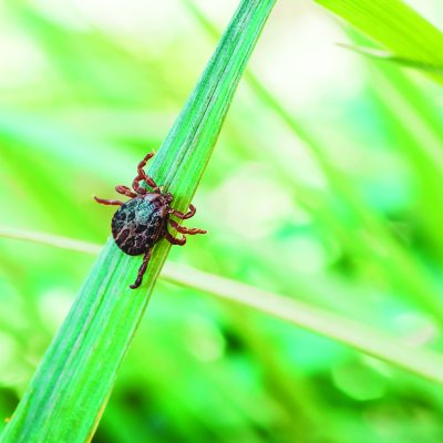 Lyme oder nicht Lyme - das ist die Frage