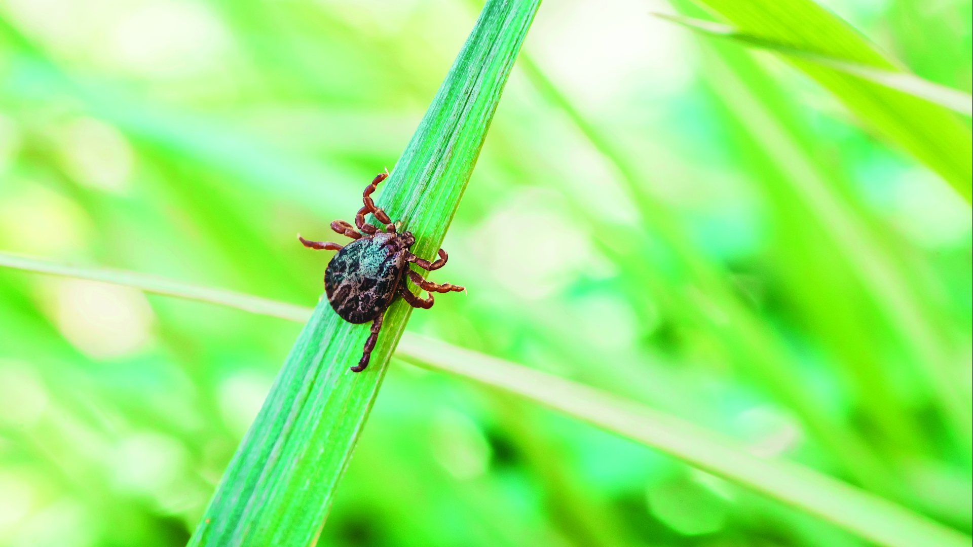 Lyme oder nicht Lyme - das ist die Frage