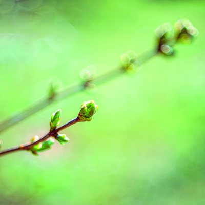 Die Kraft der heimischen Strauch- und Baumknospen nutzen
