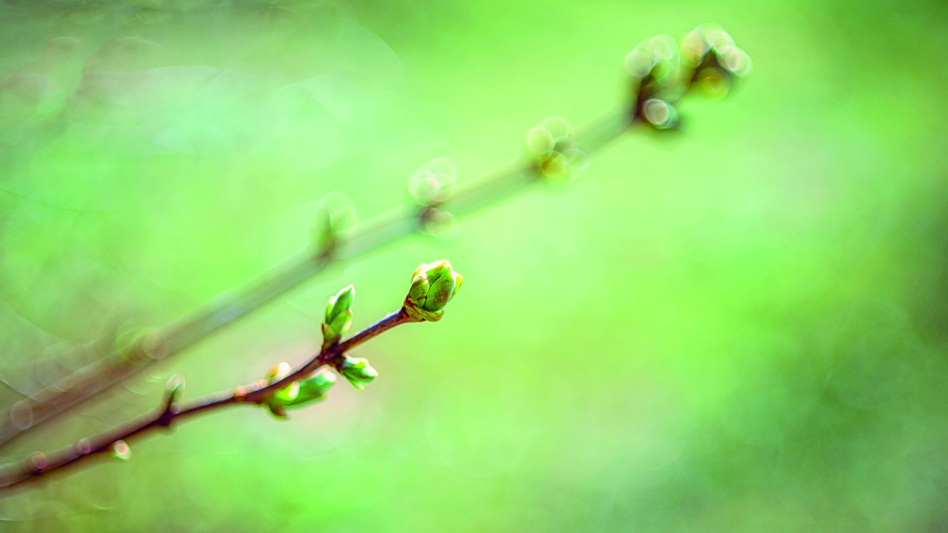 Die Kraft der heimischen Strauch- und Baumknospen nutzen
