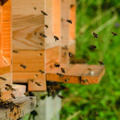 Strokovni popoldan za čebelarke in čebelarje