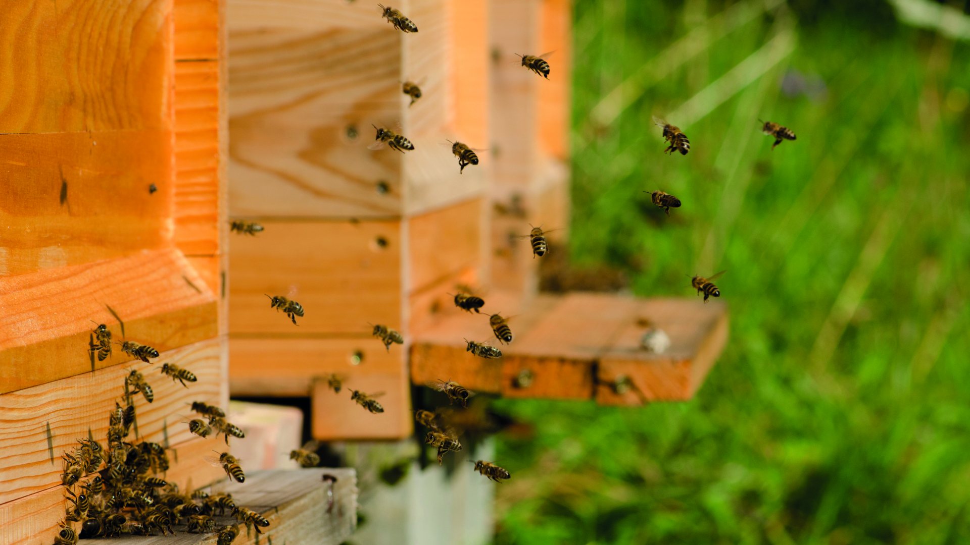 Strokovni popoldan za čebelarke in čebelarje